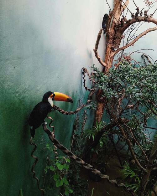 Foto prossimo piano di un uccello nello zoo