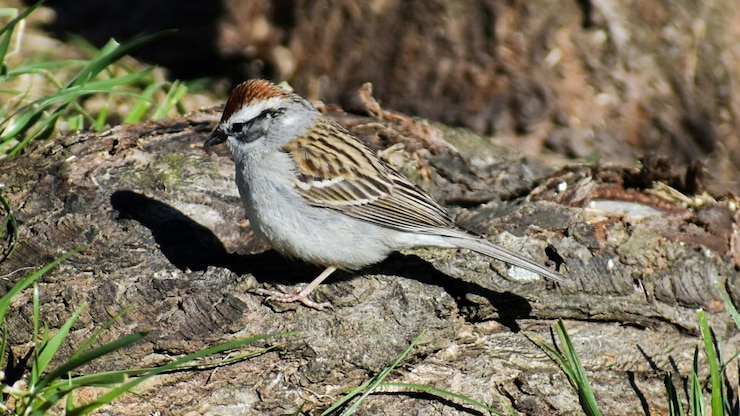 Photo 鳥のクローズアップ