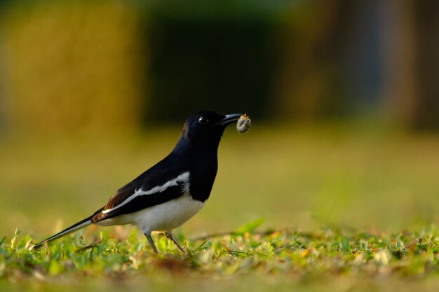 Close-up of a bird