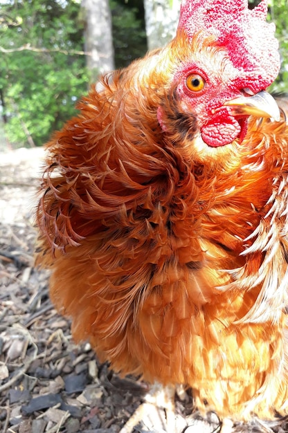 Photo close-up of bird