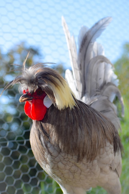 鳥のクローズアップ