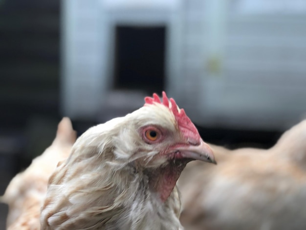 Foto prossimo piano di un uccello