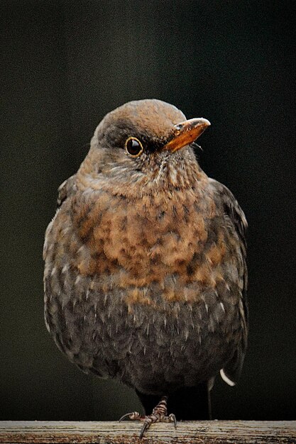 Photo close-up of bird