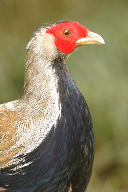 Photo close-up of a bird