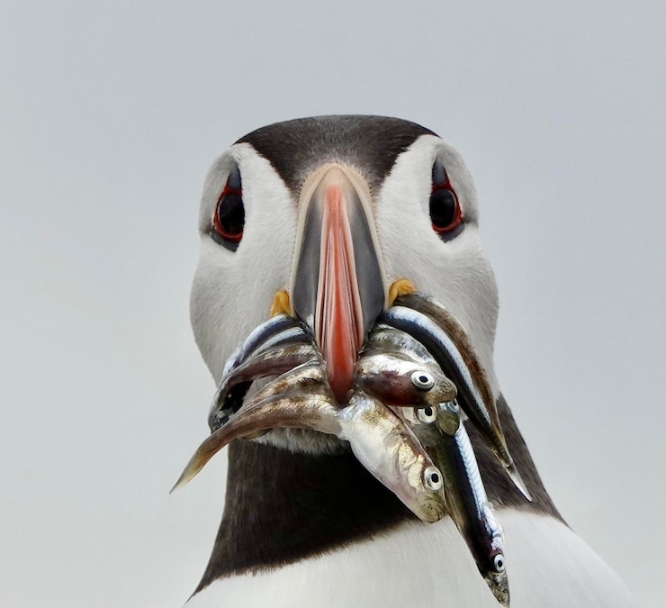 Photo close-up of bird