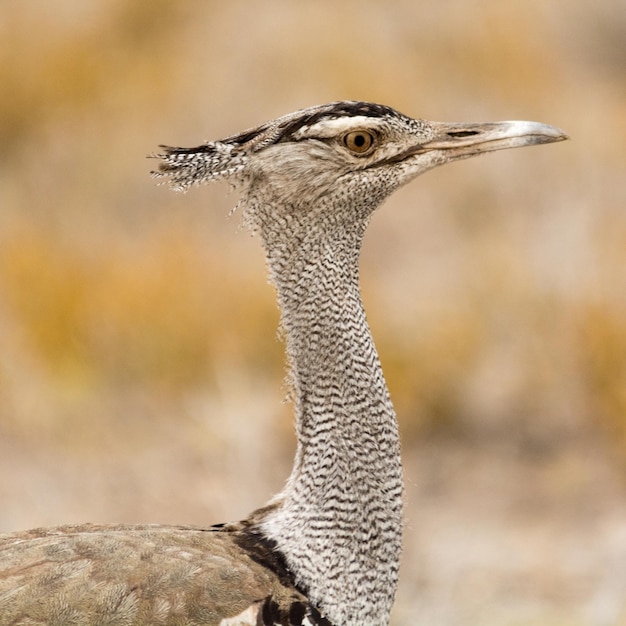 Close-up of bird