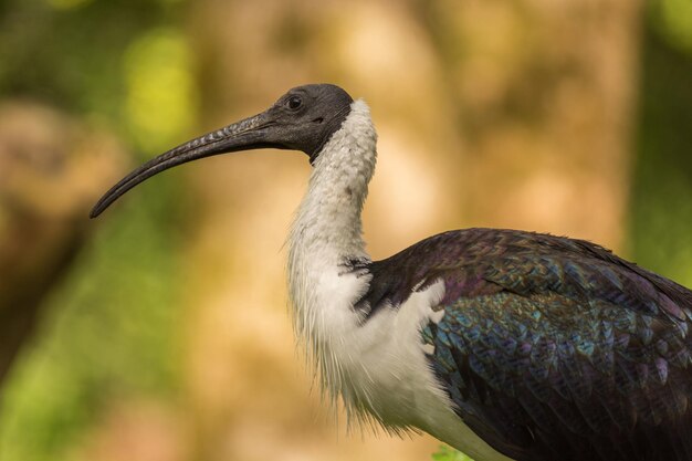 Photo close-up of a bird