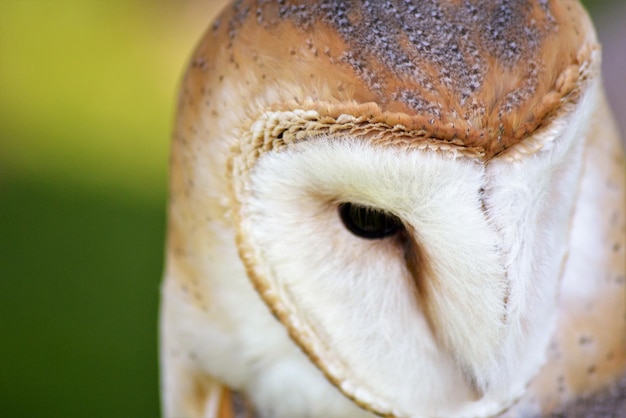 Close-up of bird