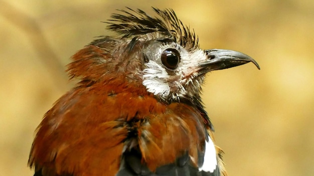 Photo close-up of bird