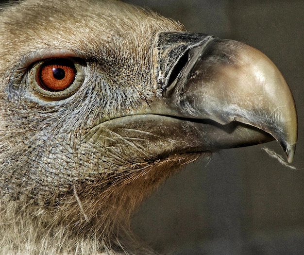 Photo close-up of bird