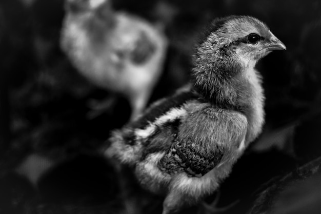 Photo close-up of a bird