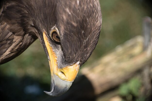 鳥のクローズアップ