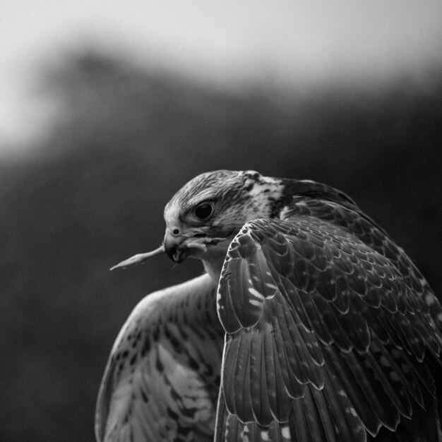 Photo close-up of bird