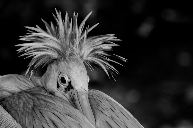 Photo close-up of a bird