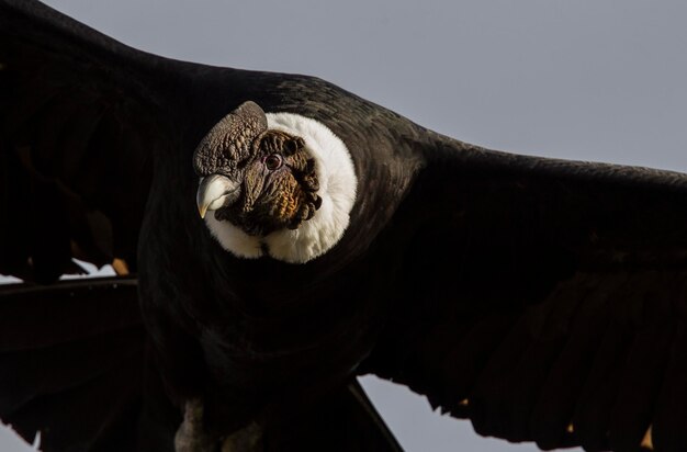 Foto prossimo piano di un uccello