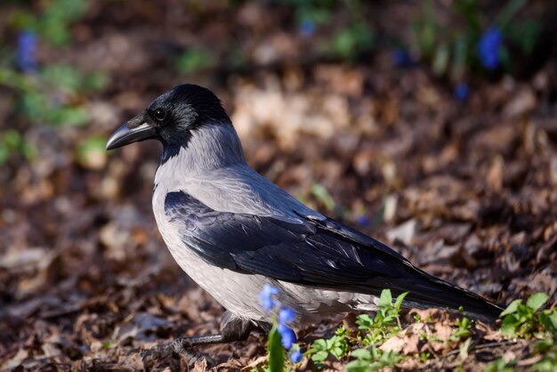 Foto prossimo piano di un uccello