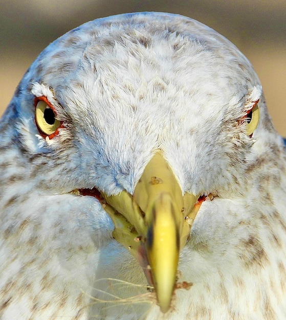 Photo close-up of a bird