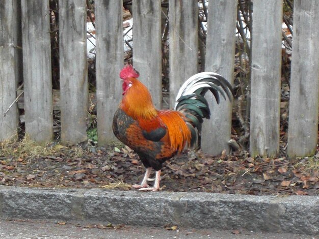 鳥 の クローズアップ