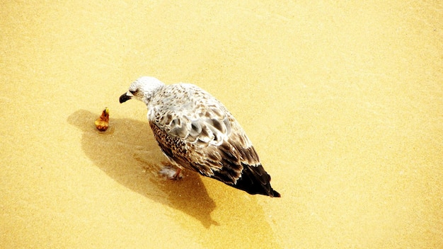 Close-up of bird