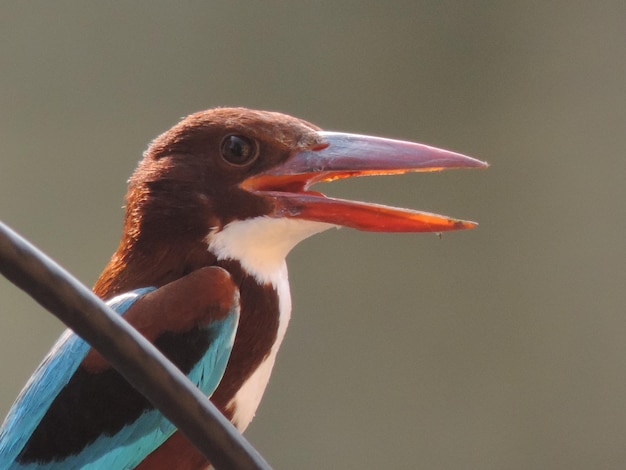 Foto prossimo piano di un uccello