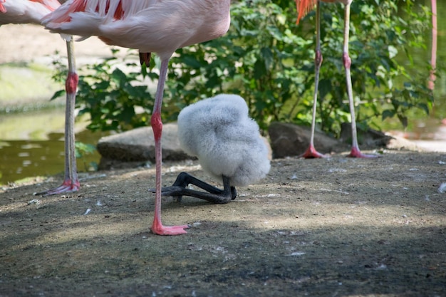 Photo close-up of bird