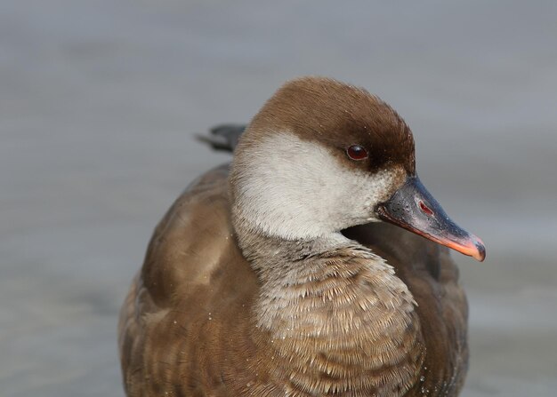 Photo close-up of a bird