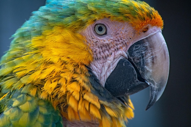 Foto prossimo piano di un uccello