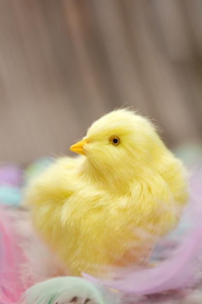 close-up of a bird