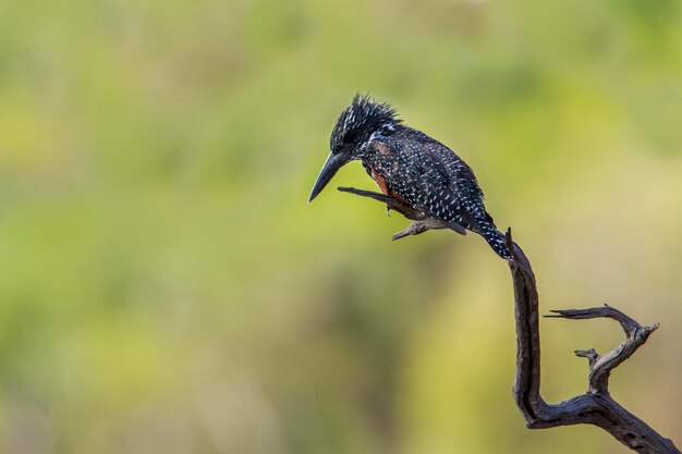 Photo close-up of a bird