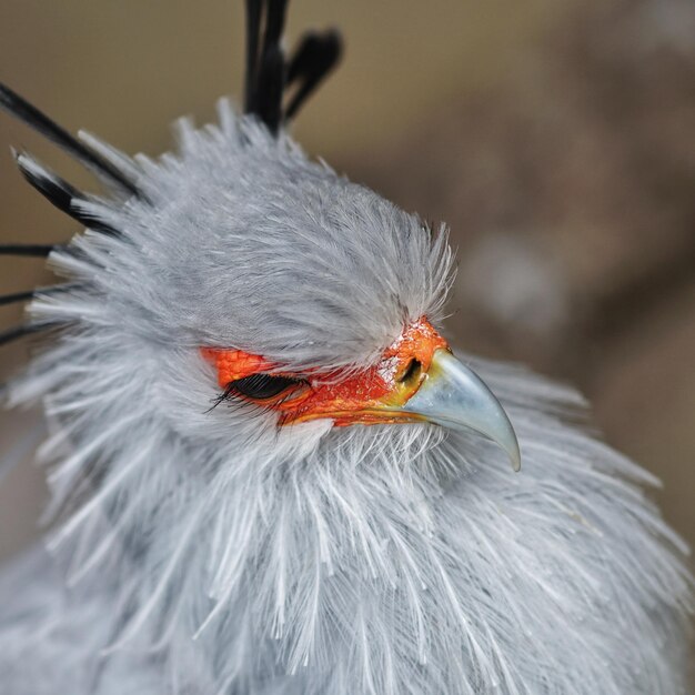 Photo close-up of a bird