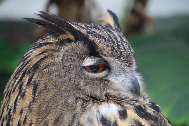 Photo close-up of a bird