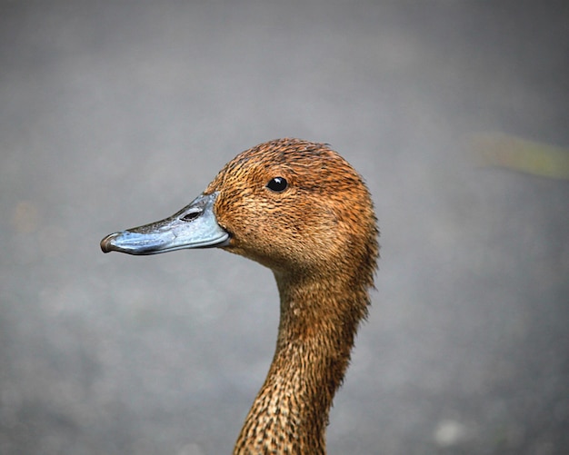 Photo close-up of a bird