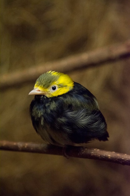 Close-up of a bird