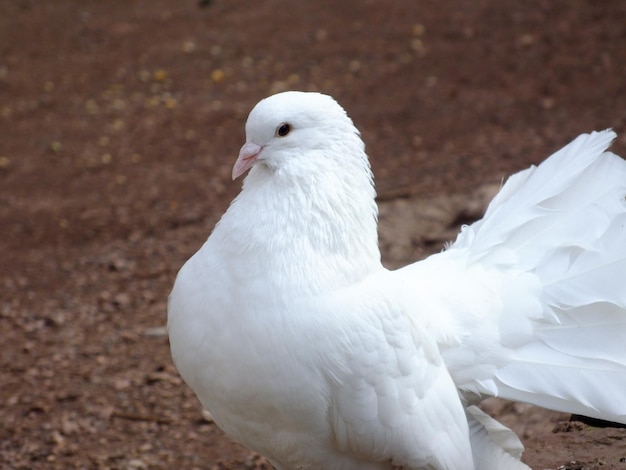 Foto prossimo piano di un uccello