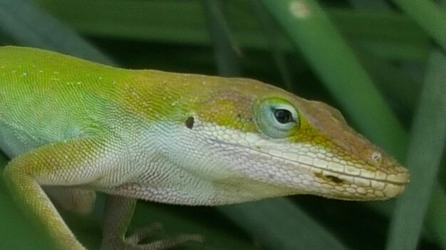 Foto un primo piano di un uccello