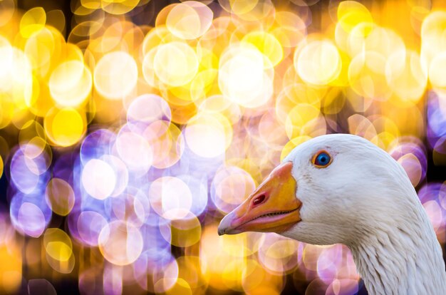 Close-up of a bird