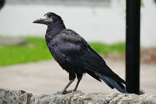 Foto prossimo piano di un uccello