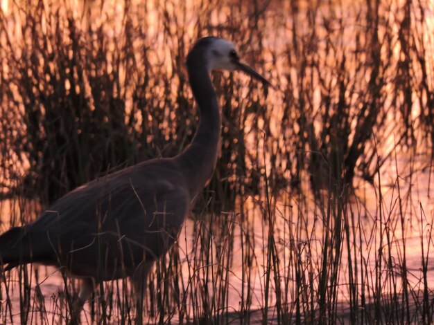 Foto un primo piano di un uccello