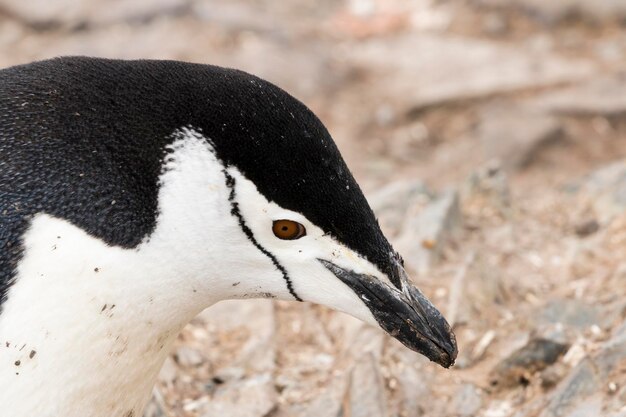 Close-up of bird