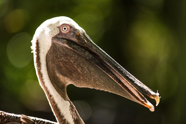 Foto prossimo piano di un uccello