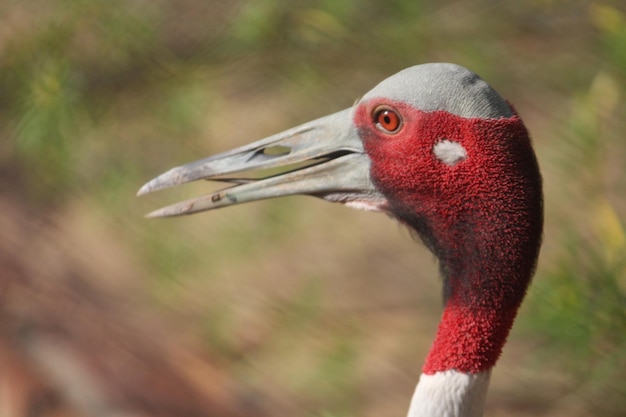 Foto prossimo piano di un uccello