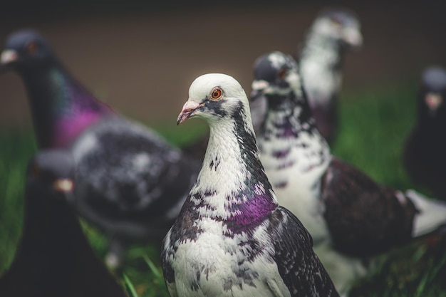 鳥のクローズアップ