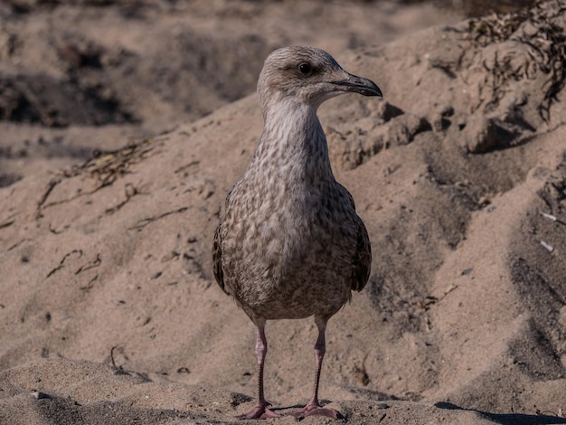 Photo close-up of a bird