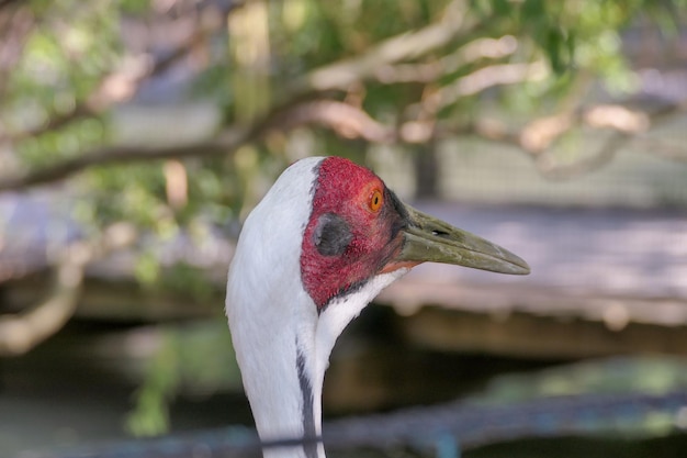 Photo close-up of a bird