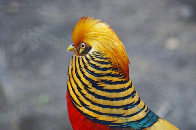鳥のクローズアップ