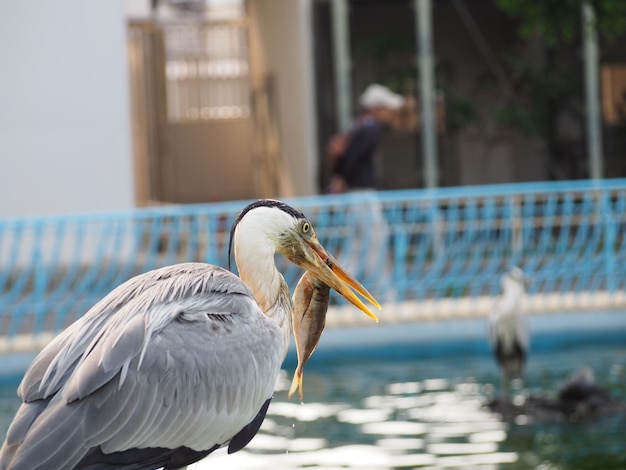 鳥のクローズアップ