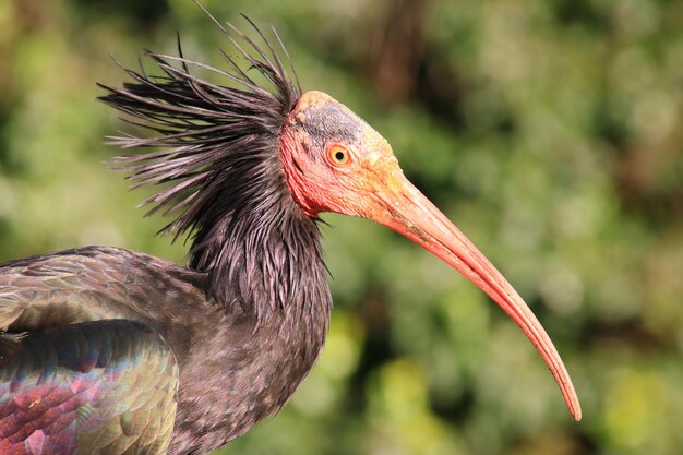 Photo close-up of a bird