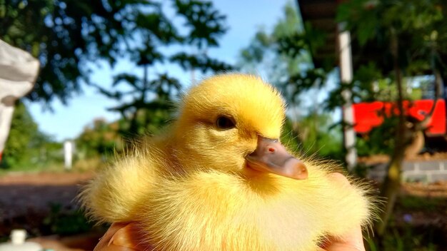 鳥のクローズアップ