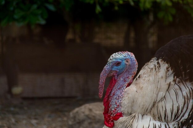 Close-up of a bird