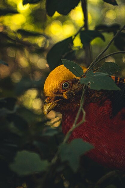 Foto prossimo piano di un uccello